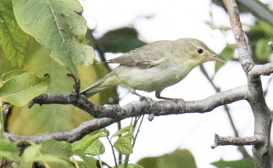 Icterine Warbler (Hippolais icterina)