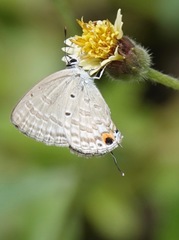 Catochrysops