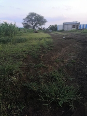 Mirafra erythroptera