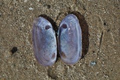 Hiatula alba