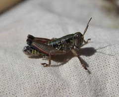 Cophopodisma pyrenaea