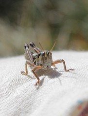 Cophopodisma pyrenaea