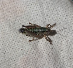 Cophopodisma pyrenaea