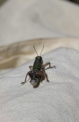 Cophopodisma pyrenaea