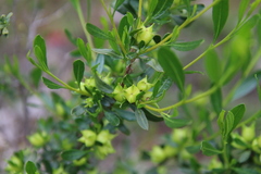 Dodonaea ceratocarpa