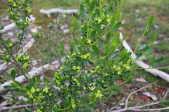 Dodonaea ceratocarpa