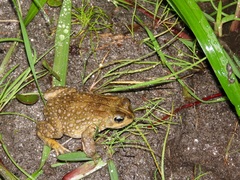 Vandijkophrynus angusticeps