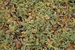 Podistera nevadensis