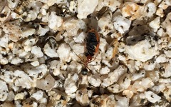 Endiodioctes