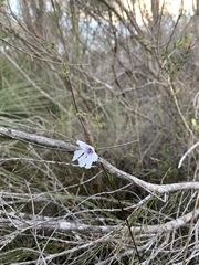 Prostanthera saxicola