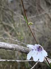 Prostanthera saxicola