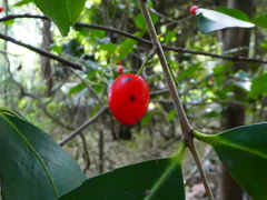 Elaeodendron australe