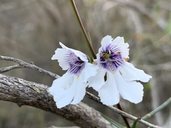 Prostanthera saxicola