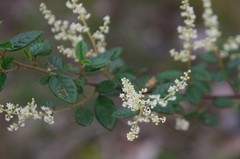 Trymalium odoratissimum