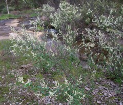 Trymalium odoratissimum