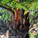 Rough Tree-Fern - Photo (c) Paul Whitington, some rights reserved (CC BY-NC), uploaded by Paul Whitington