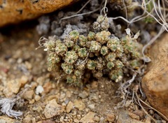 Draba densifolia