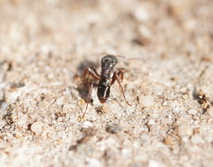 Rhytidoponera tasmaniensis