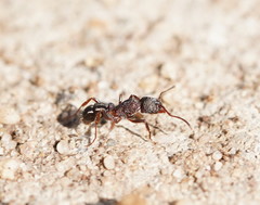 Rhytidoponera tasmaniensis