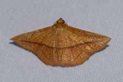 Striglina