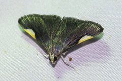 Peribona venosa