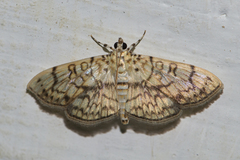 Haritalodes