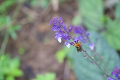 Scutellaria discolor