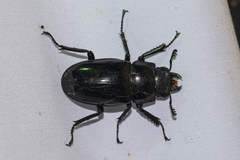 Cladognathus
