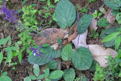 Scutellaria discolor