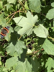 Vanessa atalanta