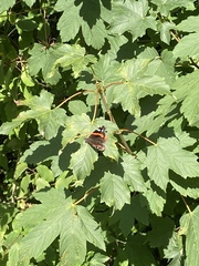 Vanessa atalanta