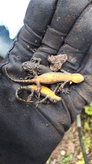 Ichthyosaura alpestris