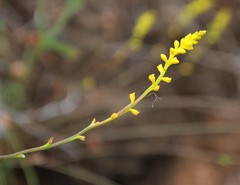 Synaphea gracillima