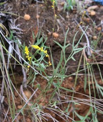 Synaphea gracillima