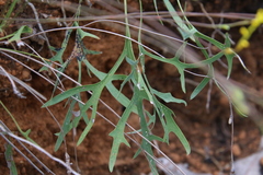 Synaphea gracillima