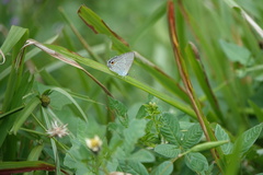 Catochrysops