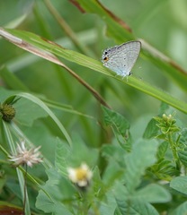 Catochrysops