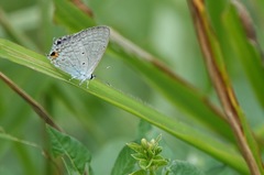 Catochrysops