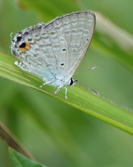 Catochrysops