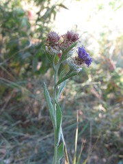 Centaurea jacea substituta