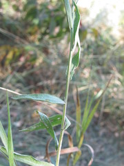 Centaurea jacea substituta