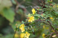 Hypericum podocarpoides