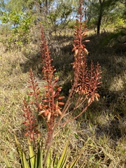 Aloe tormentorii image