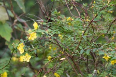 Hypericum podocarpoides