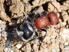 Myrmilla erythrocephala