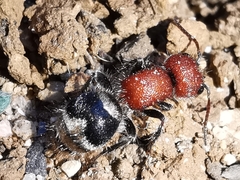 Myrmilla erythrocephala
