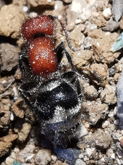 Myrmilla erythrocephala