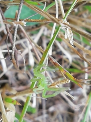 Micrommata virescens