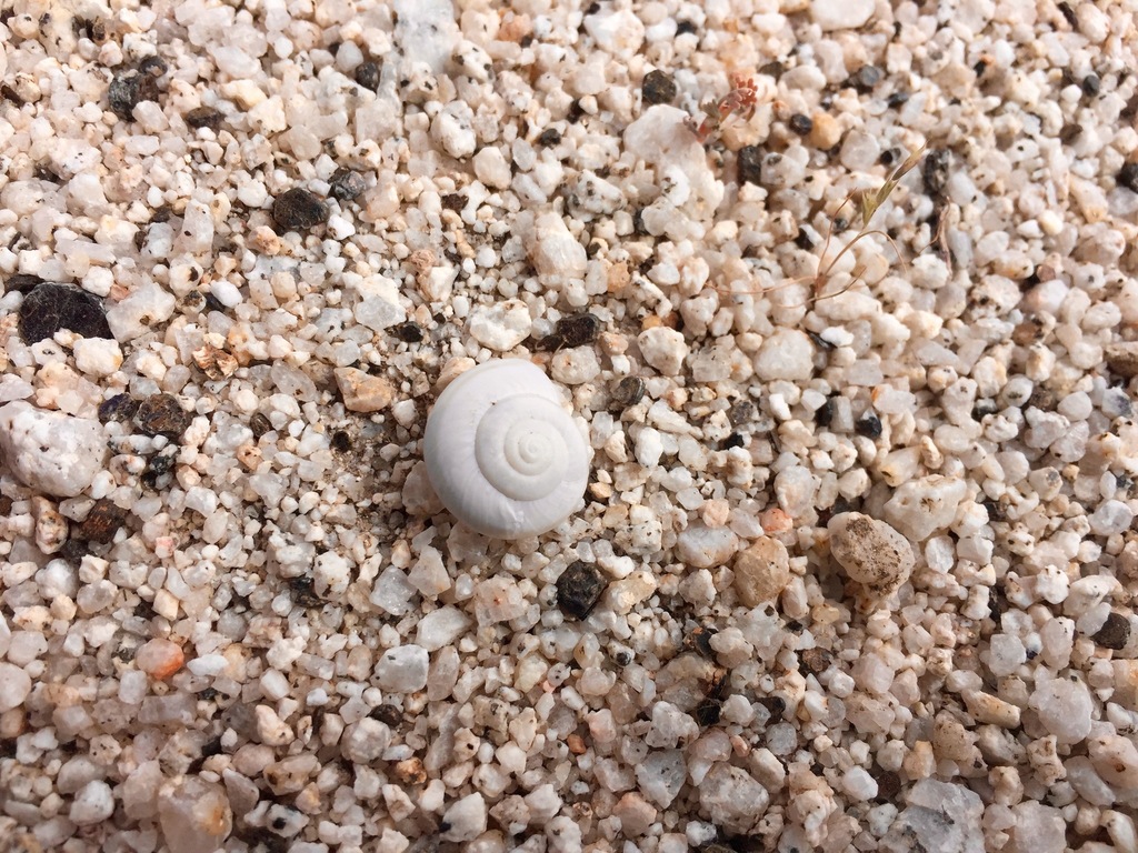 Borrego desertsnail