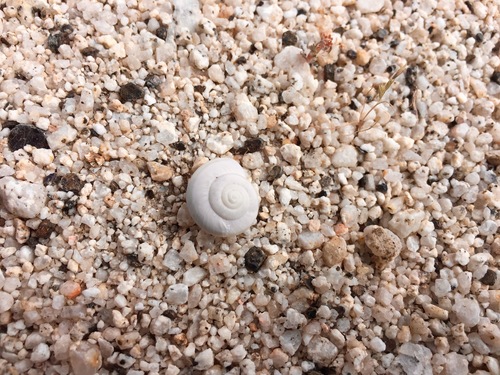 Borrego desertsnail